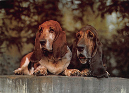 Tiere: Bassets Ngl #150.667 - Autres & Non Classés