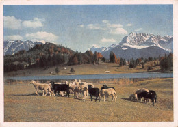 Tiere: Schafherde Am Geroldsee Bei Mittenwald Ngl #150.859 - Autres & Non Classés