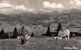 Tiere: Blick Ins Tal Mit Kühen Im Vordergrund Auf Alm Gunzesried Ngl #150.715 - Autres & Non Classés