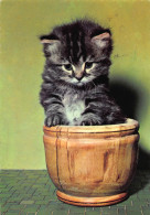 Tiere: Junge Katze Sitzend Im Holztopf Gl1973 #150.679 - Autres & Non Classés