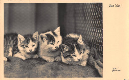 Tiere: Drei Junge Kätzchen Das Trio Gl1931 #150.692 - Autres & Non Classés
