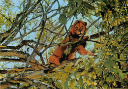 Tiere: Löwe Im Baum Sitzend Ngl #150.731 - Other & Unclassified