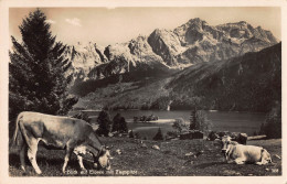 Tiere: Blick Auf Eibsee Mit Zugspitze Und Kühen Im Vordergrund Ngl #150.703 - Other & Unclassified