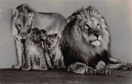 Tiere: Löwenfamilie Zoologischer Garten Frankfurt Gl1956 #150.729 - Autres & Non Classés