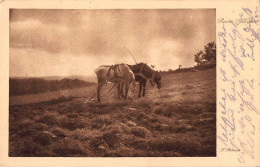 Tiere: Zwei Pferde Im Geschirr Beim Pflügen Feldpgl1916 #150.808 - Other & Unclassified