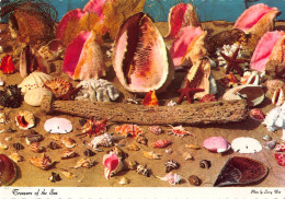 Tiere: Verschiedene Muscheln /Treasure Of The Sea Different Shells Ngl #150.575 - Other & Unclassified