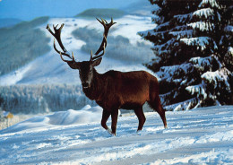 Tiere: Rothirsch Im Verschneiten Gebirge Ngl #150.824 - Autres & Non Classés