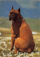 Tiere: Boxer Ngl #150.601 - Other & Unclassified