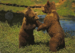 Tiere: Junge Braunbären Ngl #150.544 - Other & Unclassified