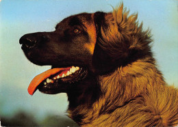 Tiere: Leonberger Ngl #150.615 - Altri & Non Classificati