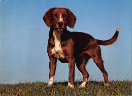 Tiere: Beagle Ngl #150.624 - Autres & Non Classés