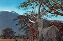 Tiere: Elefant African Wild Life Ngl #150.564 - Autres & Non Classés