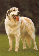 Tiere: Pyrenäen-Berghund Ngl #150.610 - Andere & Zonder Classificatie