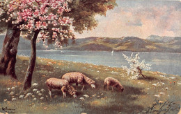 Tiere: Schafe Am Bergsee Gl19? #150.867 - Autres & Non Classés