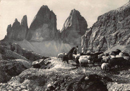 Tiere: Schafherde, Hirte Und Hund Am Tre Cime Di Lavaredo Gl1957 #150.871 - Andere & Zonder Classificatie