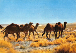 Tiere: Kamele In Der Wüste Von Tunesien Gl19? #150.675 - Altri & Non Classificati