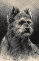 Tiere: Terrier Gl1909 #150.647 - Other & Unclassified