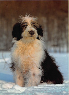 Tiere: Junger Bearded Collie Ngl #150.656 - Other & Unclassified