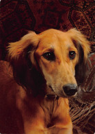 Tiere: Saluki Ngl #150.665 - Other & Unclassified
