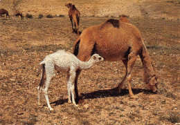 Tiere: Kamel Mit Jungem In Negev Ngl #150.674 - Andere & Zonder Classificatie
