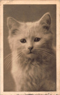 Tiere: Weiße Katze Portraitaufnahme Ngl #150.682 - Autres & Non Classés