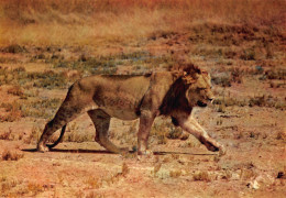 Tiere: Löwe In Afrika Ngl #150.742 - Andere & Zonder Classificatie