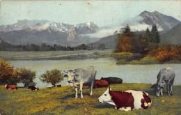 Tiere: Kühe Auf Einer Weide Am See Im Gebirge Gl1942 #150.723 - Other & Unclassified
