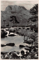 Tiere: Rudel Hirsche Am Bergbach/stags And Hinds Near Loch Maree Gl1953 #150.839 - Other & Unclassified