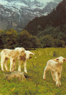 Tiere: Junge Schafe/ Lämmer Auf Der Weide Ngl #150.865 - Autres & Non Classés