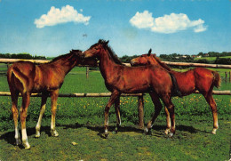 Tiere: Drei Fohlen Auf Der Koppel Gl1971 #150.792 - Autres & Non Classés