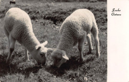 Tiere: Zwei Lämmer Grasen Gl1967 #150.873 - Autres & Non Classés