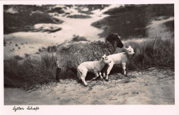 Tiere: Sylter Schafe Schaf Mit 2 Lämmer Ngl #150.876 - Autres & Non Classés