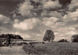 Tiere: Schafherde, Hirte Und Hund Auf Der Schwäbischen Alb Gl1956 #150.864 - Autres & Non Classés