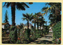 24. BERGERAC – Une Allée De Palmiers Dans La Roseraie Du Jardin (voir Scan Recto/verso) - Bergerac