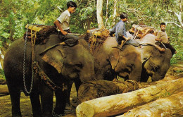 T Trained Elephants In North Thailand Nglum 1975? #D6705 - Autres & Non Classés