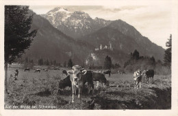 Schwangau - Auf Der Weide Mit Blick Auf Schloss Neuschwanstein Gl1932 #154.565 - Autres & Non Classés