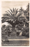 Insel Mainau (Bodensee) Phoenix-Palme Ngl #170.980 - Autres & Non Classés