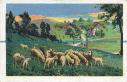 R664355 Sheep In Field - Monde