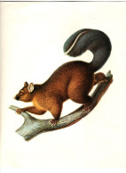 Le Phalanger Renard Ou Possum à Queue Touffue . Par WERNER . Vélin Du Muséum National D'histoire Naturelle - Unclassified