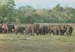 Sri Lanka Troupeau D'Eléphants Sauvages à Lahugalla - Éléphants
