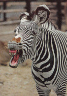 Un Zèbre - Zebra's