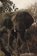 Éléphant De Savane (HF) - Elefanten