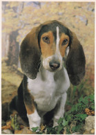 Chien Basset Normand - Dogs