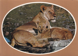 Afrique De L'Est Vie Sauvage Africaine Lionne Et Son Petit - Lions