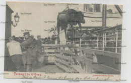 Orkney Postcard Kirkwall Stromness Farewell To Orkney Oxen On Ship Leonard's Orkney Series - Orkney