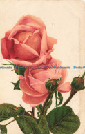 R670436 Roses. Max Ettlinger. Royal Series No. 5018. 1908 - Monde