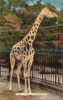 R670440 Giraffe At The Bristol Zoo. Harvey Barton - World