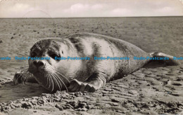 R671142 Nordseebad Norderney. Seehund Am Strand. Schoning. Agfa - Monde