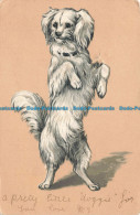 R669748 Dog. P. F. B. Postcard. 1902 - Monde
