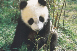 Un Panda - Autres & Non Classés